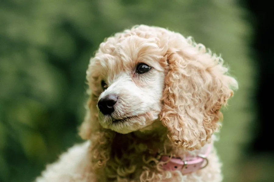 A cream miniature poodle looking out across a garden