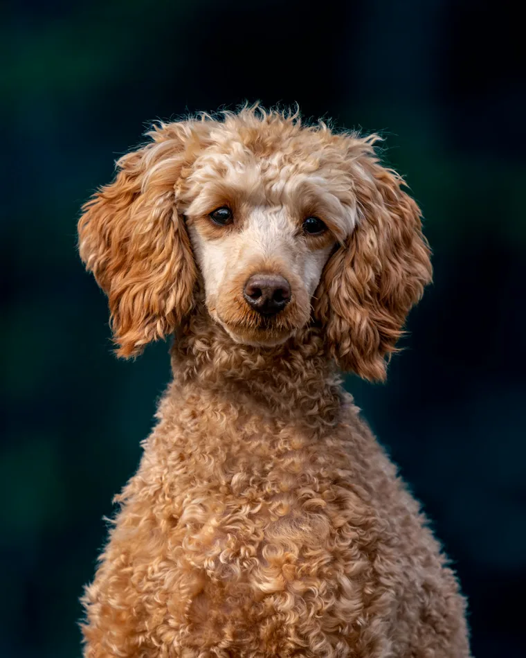 An apricot miniature poodle photographed against a dark background