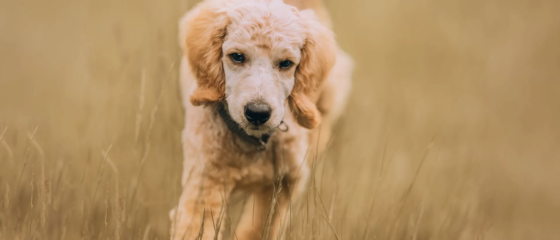 An apricot poodle moving through long summer grass