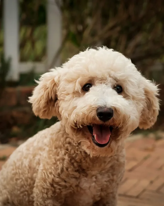 An apricot miniature poodle on a garden path
