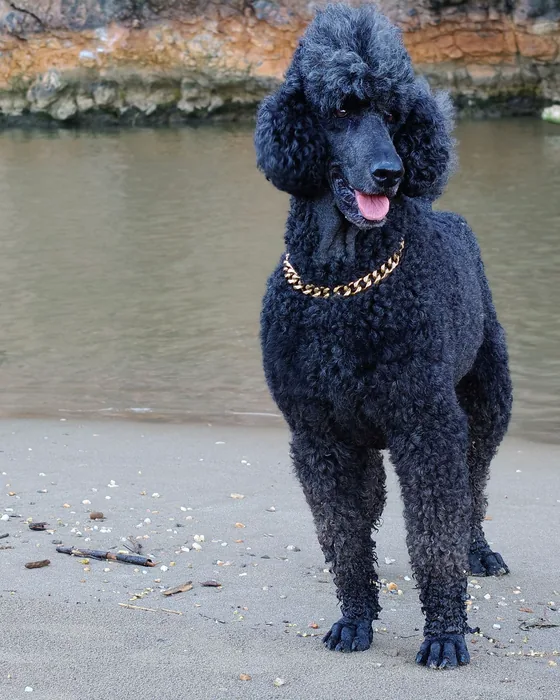 A black poodle standing at the water's edge