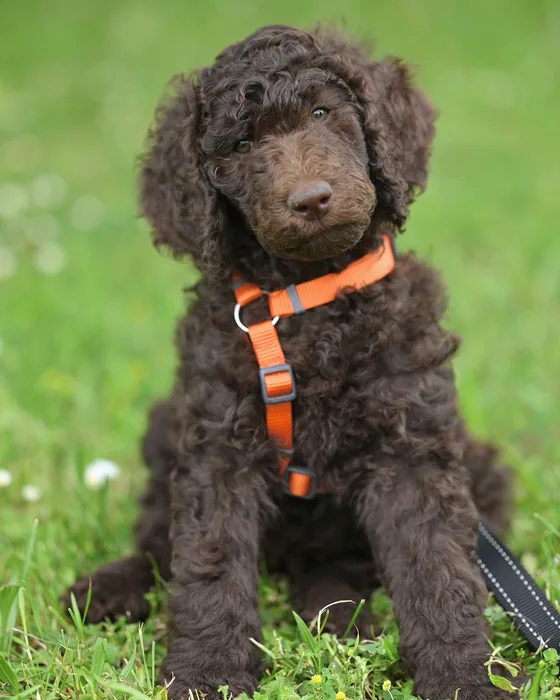 A dark poodle puppy sitting in long grass