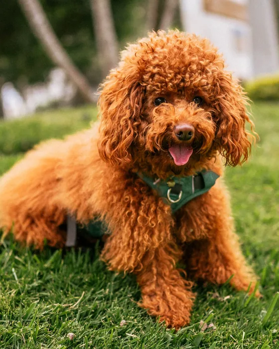 A red miniature poodle sitting on grass