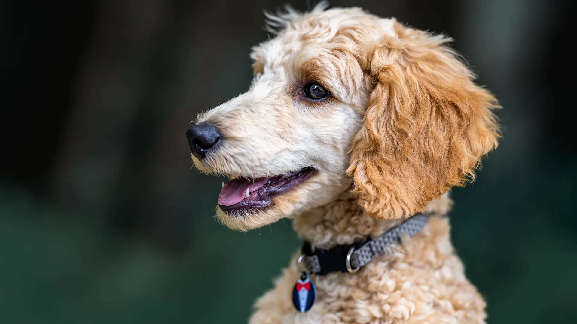 An apricot miniature poodle photographed in warm evening light