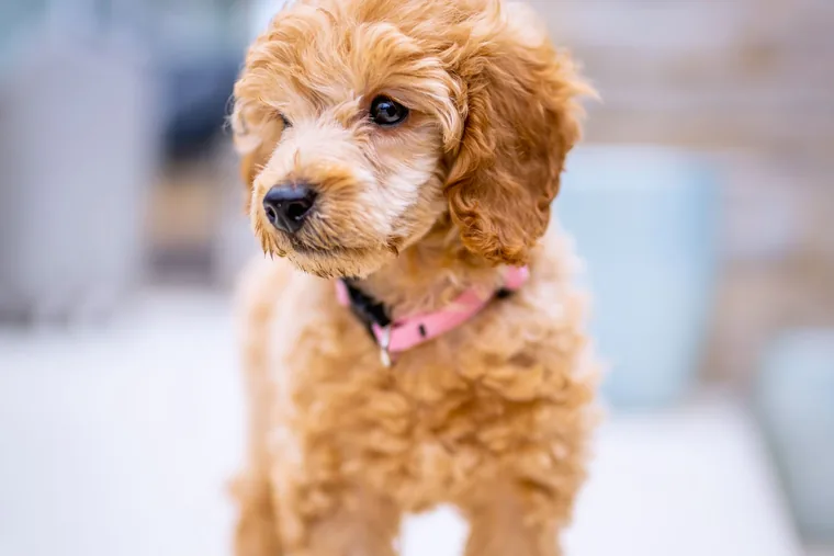 A young apricot poodle puppy asleep on a folded blanket