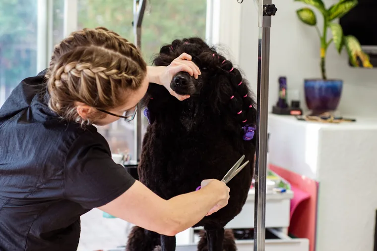 A miniature poodle being examined gently by hand