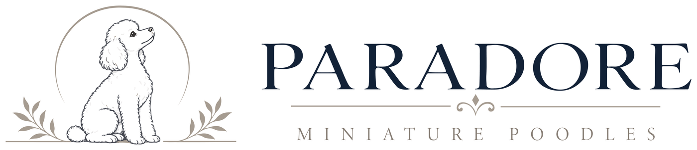 Paradore Miniature Poodles