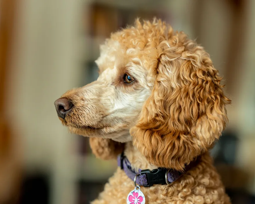 A cream and apricot miniature poodle in profile