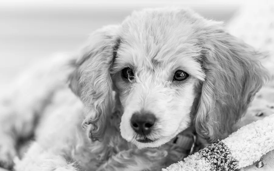 A young apricot poodle puppy asleep on a folded blanket