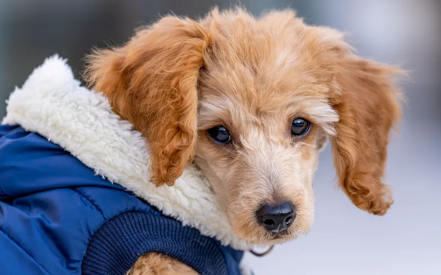 A miniature poodle being examined gently by hand