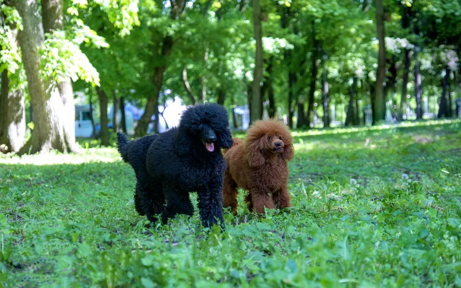 Three poodles of different sizes sitting together on grass