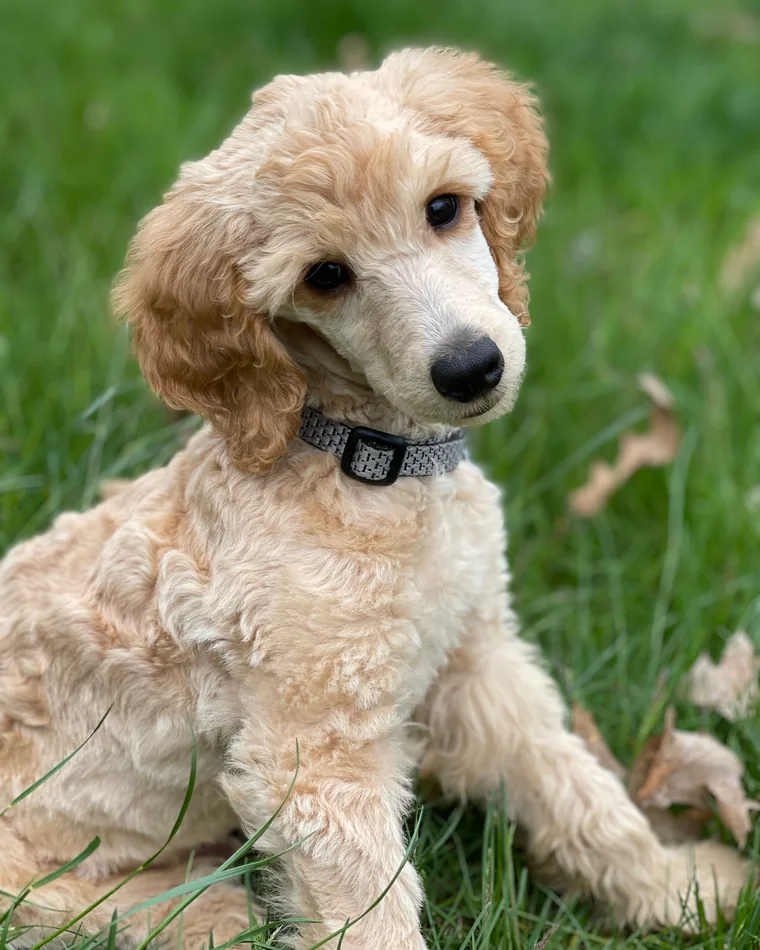 A young cream poodle puppy sitting in the grass