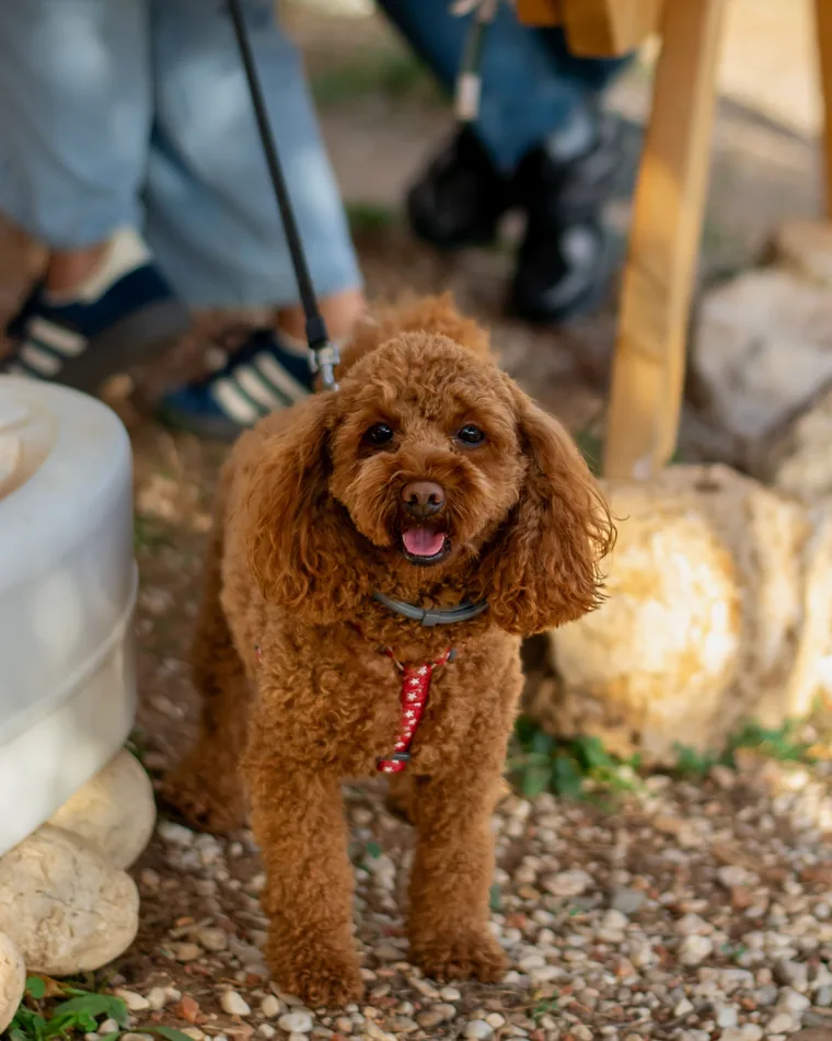 A red miniature poodle standing beside an outdoor cafe table